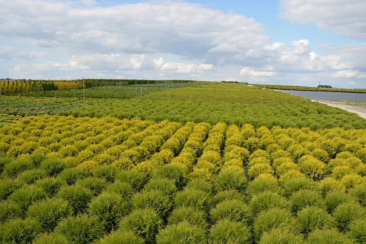 nuorten puiden istutus syyskauden aikana
