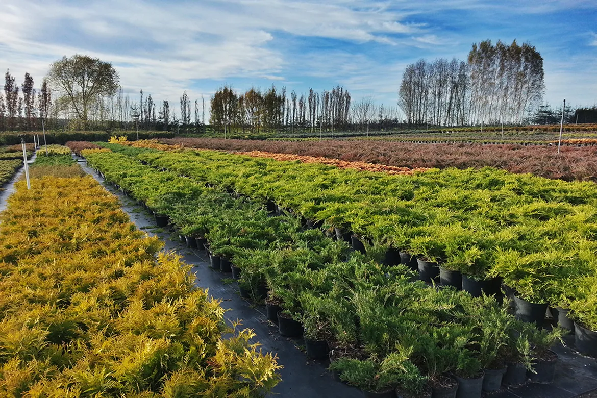 koristepensaiden viljelmä valmiina toimitukseen