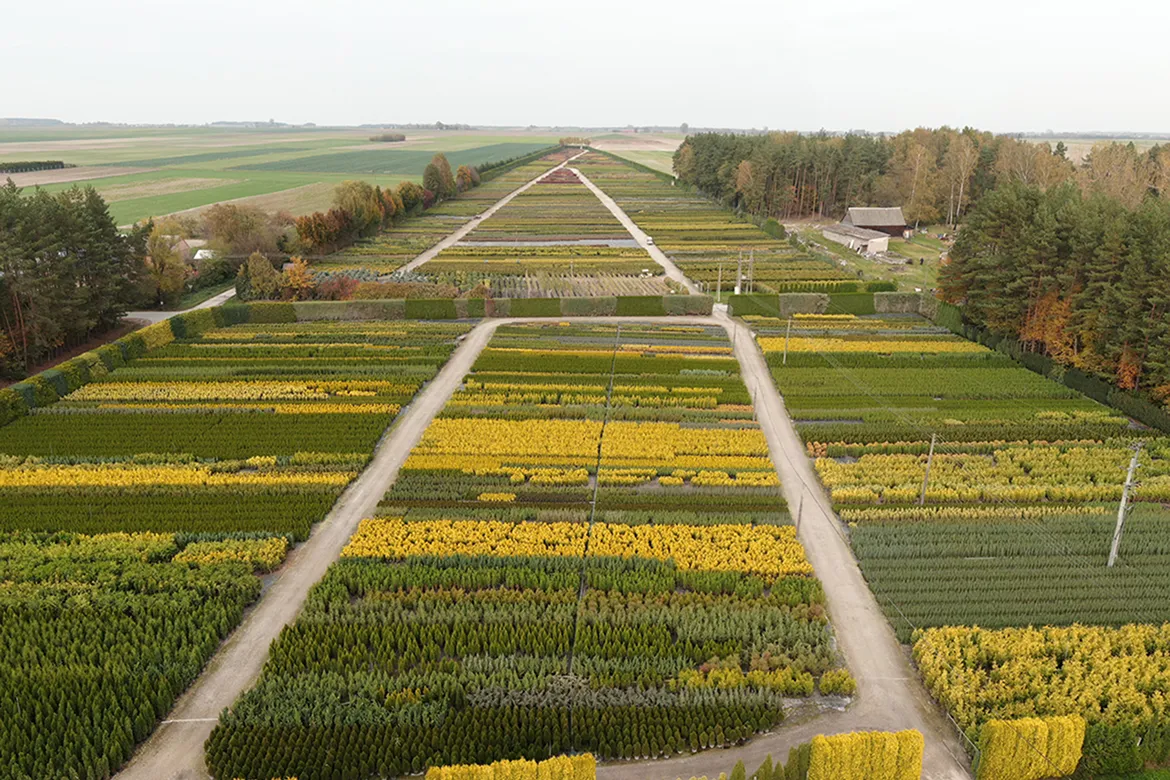 havupuiden erikoisviljely