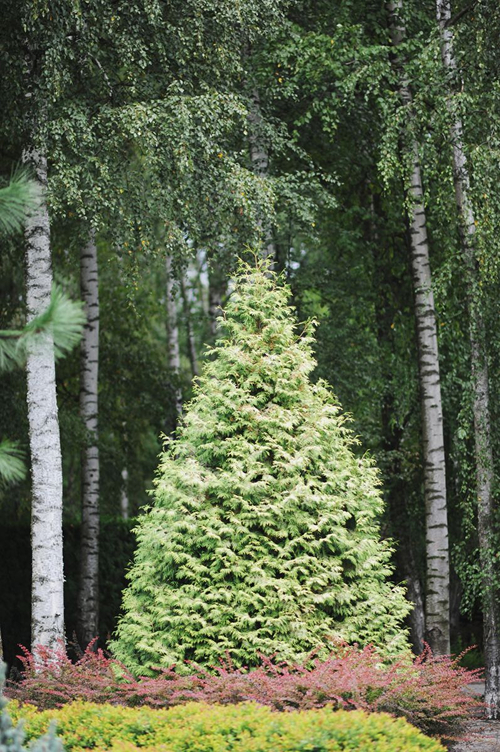 lännentuija 'BÓR' - valokuva