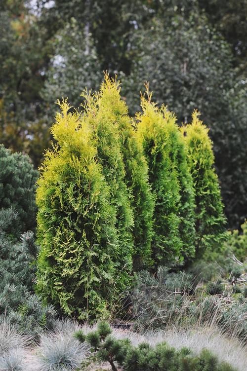 lännentuija 'Golden Rocket' - valokuva