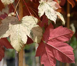 nuorten hedelmäpuiden rivit taimitarhassa