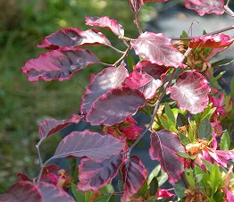 erikoiset pylväsmäiset hedelmäpuut astioissa