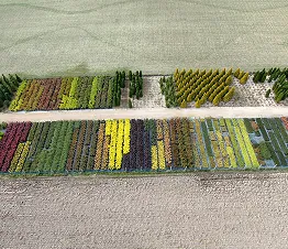 runsas ruusuvalikoima mustissa ruukuissa