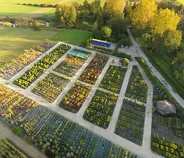 nuorten kuusien ja mäntyjen viljelmä