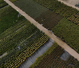 katupuut suorin rungoin valmiina istutukseen