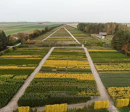 erikoistuneet oksastetut muodot puista ja pensaista