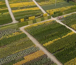 köynnöskasvien kokoelma viljelyruukuissa