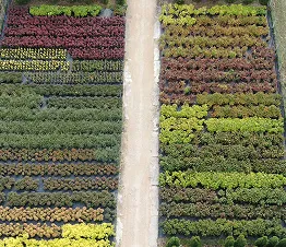 kanervien ja erikoiden väripaletti