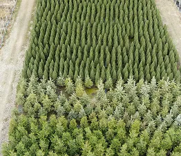 matalat maanpeitepensaat ihanteellisia rinteisiin