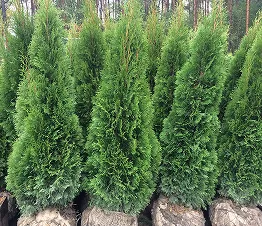 tiheästi haarautuneet pensaat aidan muodostamiseen