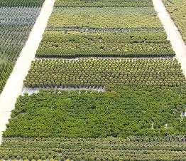 kasvien pakkaaminen ja valmistelu asiakkaille