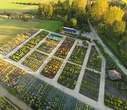 viljeltyjen puiden terveiden juurien yksityiskohta