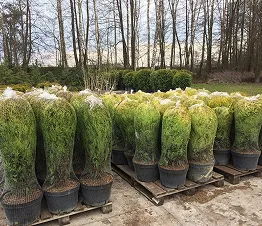 taimitarhan yleiskuva kesäkauden aikana